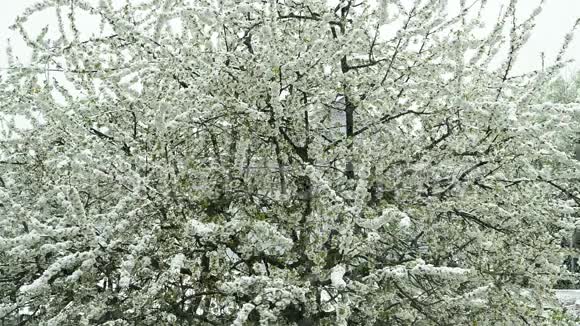 樱花带落雪视频的预览图