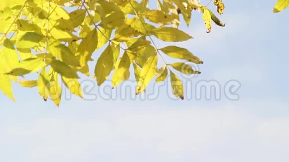 苏格兰公园美丽的黄叶片录像视频的预览图