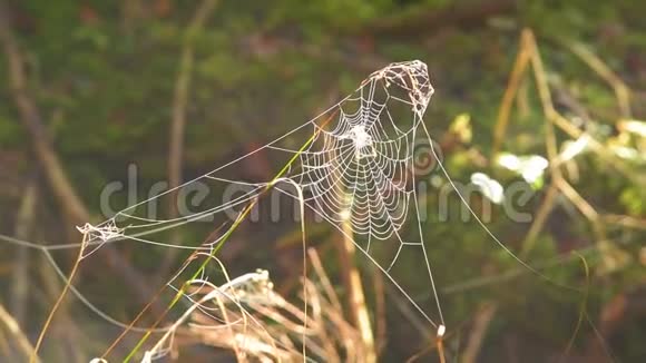 冰冻蜘蛛网早上视频的预览图