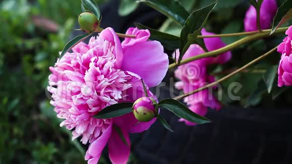 花园里长着美丽的粉红色牡丹视频的预览图
