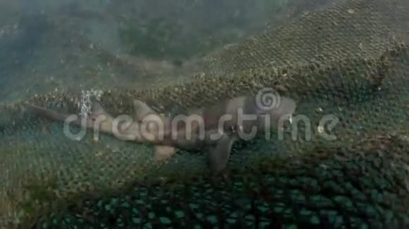 棕带竹鲨和棕猫在海洋保育笼中视频的预览图