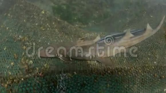 棕带竹鲨和棕猫在海洋保育笼中视频的预览图