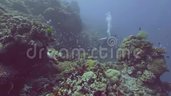 潜水员在蓝色的海洋中潜水在鱼和珊瑚礁之间水下性质视频的预览图