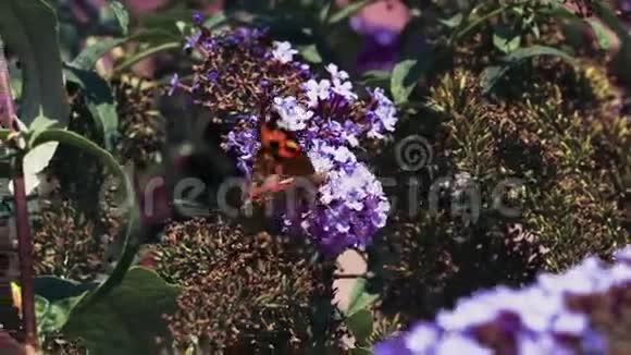美丽的蝴蝶坐在花上视频的预览图
