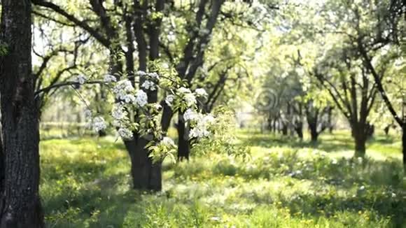 美丽的春天盛开的苹果园视频的预览图