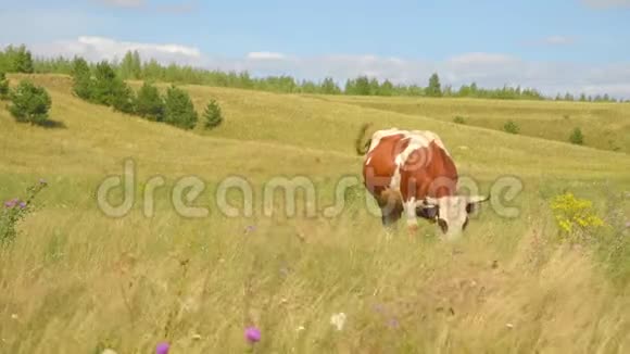 草地上的一头牛嚼草视频的预览图