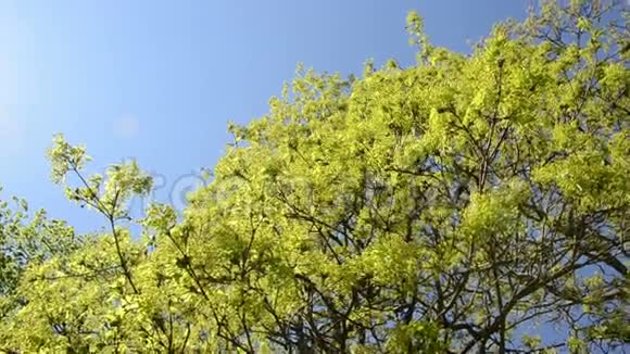 绿枫树枝头随风飘动蓝天的景象视频的预览图