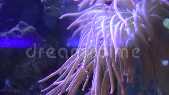 美丽的热带软珊瑚礁4K超高清超高清视频的预览图