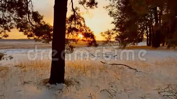 令人惊叹的晚间运动冬季景观圣诞树美丽的冬林雪阳耀眼的夕阳视频的预览图