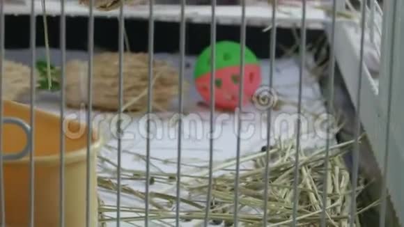 两个矮人兔子在笼子里吃苜蓿干草视频的预览图