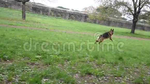 德国牧羊犬在公园散步视频的预览图
