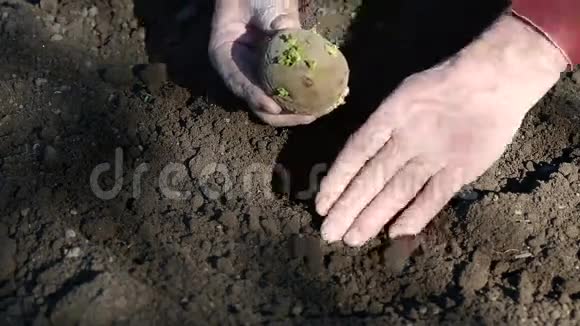 这位老人亲手种植土豆视频的预览图
