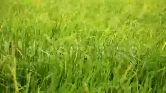 稻田从风中跳舞视频的预览图