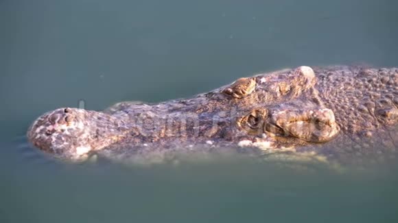 绿色沼泽水中鳄鱼游泳的头泥泞的沼泽河泰国亚洲视频的预览图