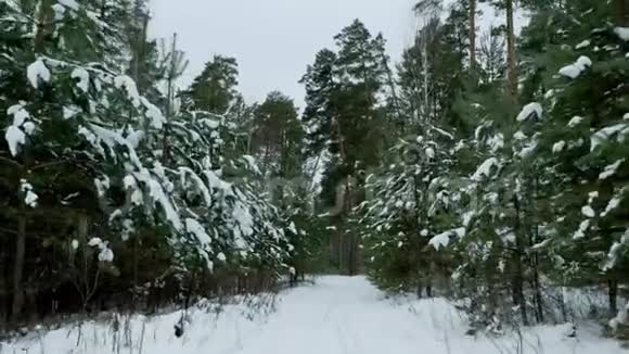 白天在冬林里散步视频的预览图