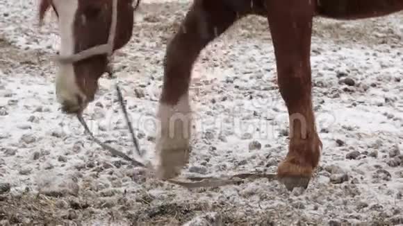 寒冷的冬天农场里下着雪的马视频的预览图
