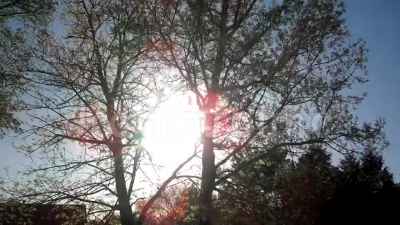 日落躲在树后面视频的预览图