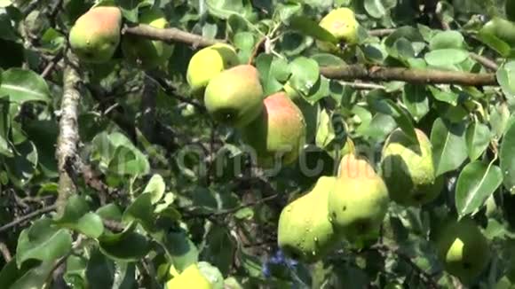 花园树枝上成熟的新鲜梨子视频的预览图
