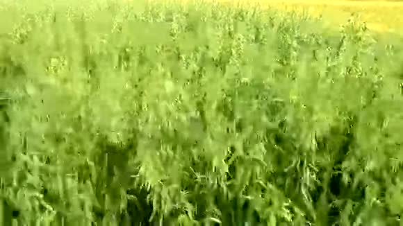 燕麦农业领域视频的预览图