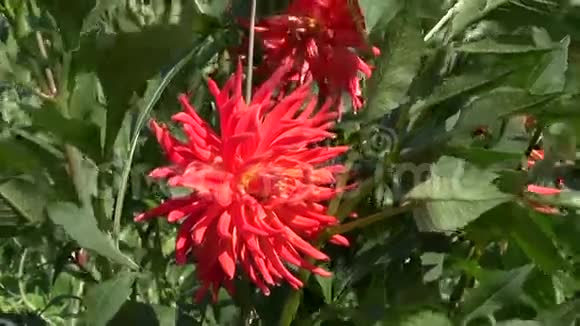 美丽的大丽花在花园里盛开视频的预览图