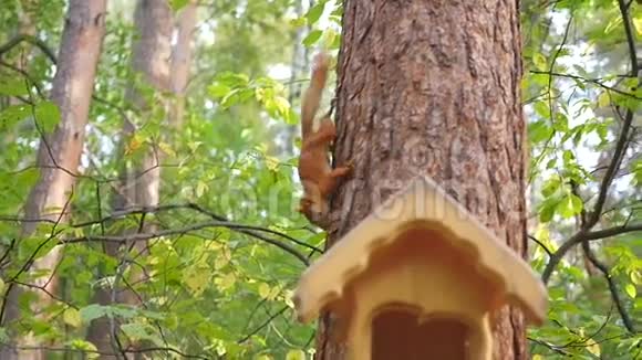 有趣的松鼠在公园的树上玩耍视频的预览图