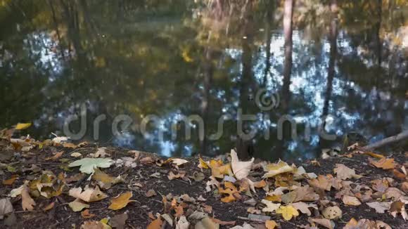 秋天湖畔树木的落叶和倒影视频的预览图