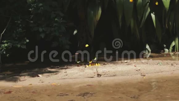参考译文在国家公园里黄蝶在湖边飞翔视频的预览图