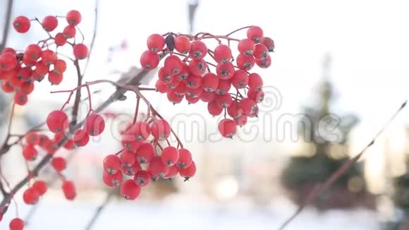 罗文枝红色浆果冬季自然雪视频的预览图
