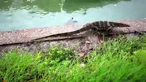 曼谷绿色公园的水监测器和海龟视频的预览图