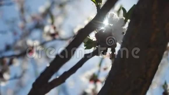 杏枝花开春天阳光眩光自然景观视频的预览图