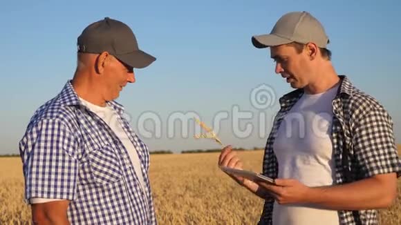 农民和商人与平板电脑作为一个团队在实地工作农学家和农民手里拿着一粒小麦视频的预览图