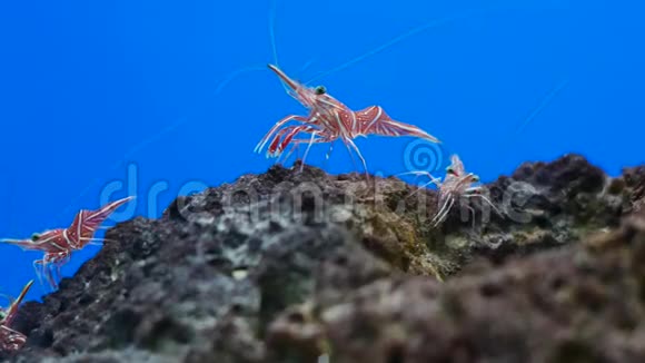 铰链嘴虾是鱼缸里漂亮的小虾视频的预览图