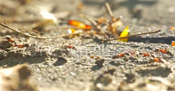 蚂蚁在地上行走的殖民地视频的预览图