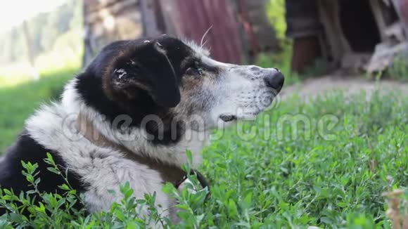 一只老狗被咬的苍蝇和烂耳朵正靠在院子里的链子上视频的预览图