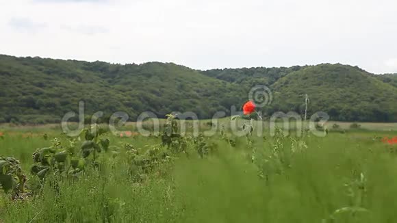 地里的树莓芽视频的预览图