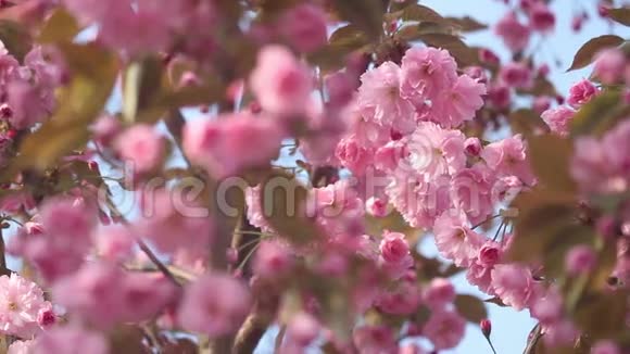 美丽的樱花在春天盛开日本樱花树上的粉红色花朵视频的预览图