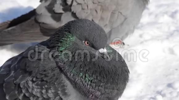 雀鸟折起凌乱的羽毛很冷的沐浴在霜冻的特写中视频的预览图