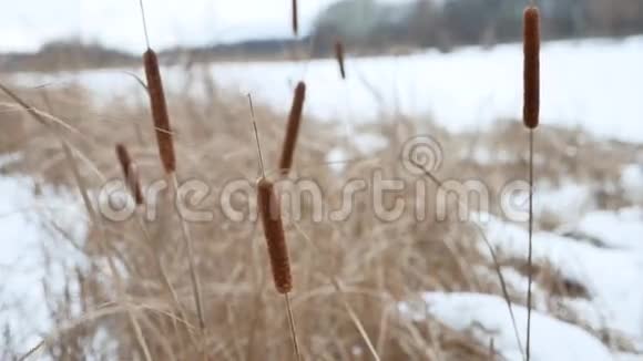 白雪皑皑的冬季俄罗斯风景中河上长满了枯草视频的预览图