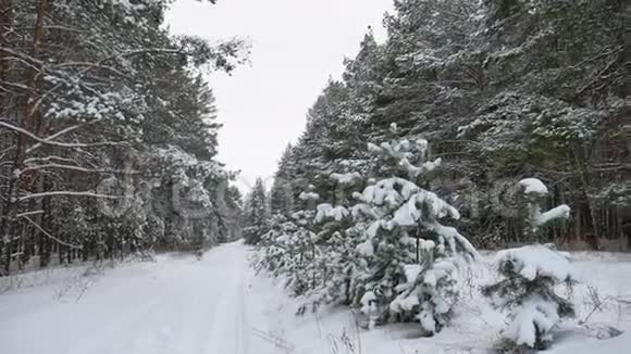 冬径松树圣诞树野生动物冬景美丽的雪是视频的预览图