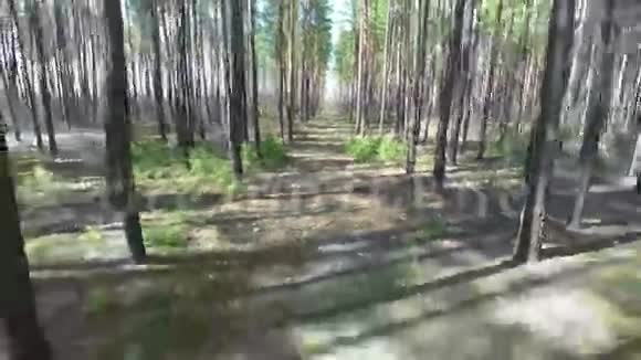 沿着绿色森林的空中飞行视频的预览图