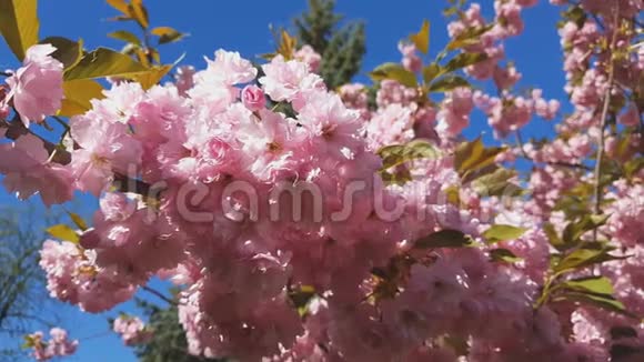 在粉红背景下的春天季节关闭樱花的粉红色樱花枝视频的预览图