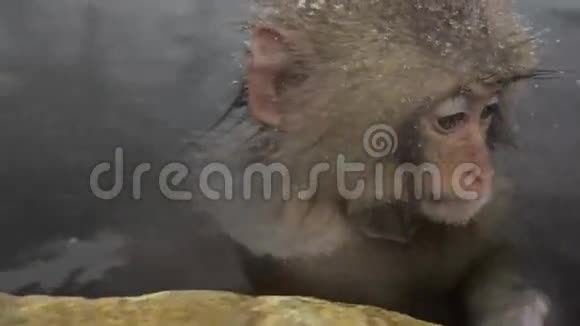 小雪猴坐冷特写吉果丹妮日本长野视频的预览图