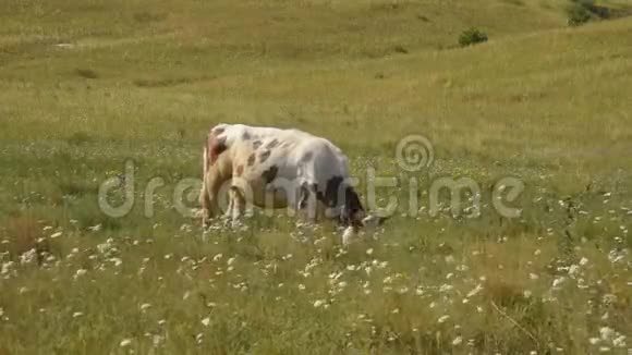 草地上的一头牛嚼草视频的预览图