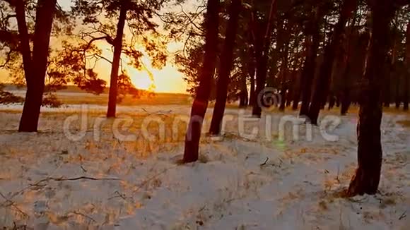 令人惊叹的晚间运动冬季景观圣诞树美丽的冬林雪夕阳阳光视频的预览图