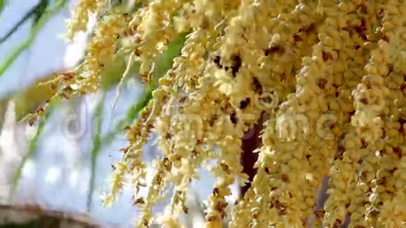 红杉棕榈树花蜜蜂授粉团队合作视频的预览图