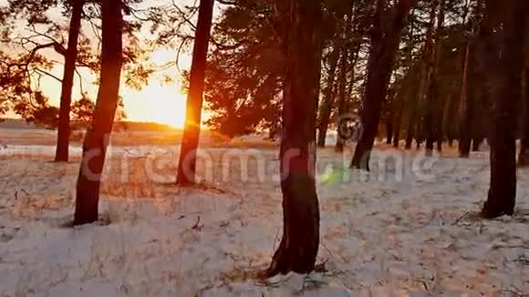 令人惊叹的晚间运动冬季景观夕阳圣诞树美丽的冬林雪阳眩光视频的预览图