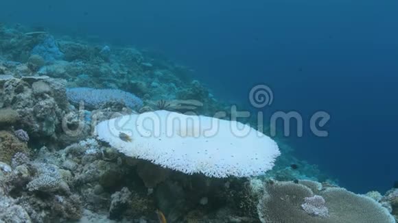 漂白珊瑚视频的预览图