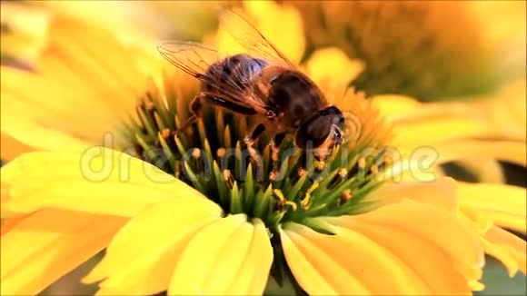 黄色花朵上的蜜蜂特写视频的预览图