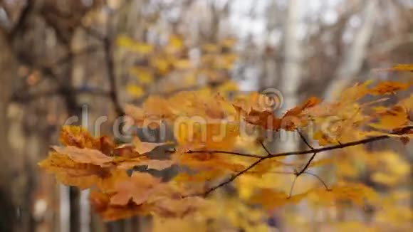 秋叶在风的特写镜头上摇曳视频的预览图
