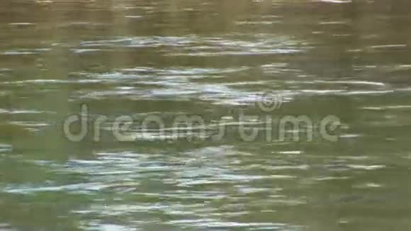 黄石河视频的预览图